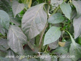 Donde hay muchos afidos se produce fumagina